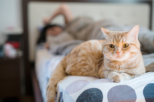 The red tabby cat lying down on the bed on the foreground, when the young woman waking up in backgrond (defocused)