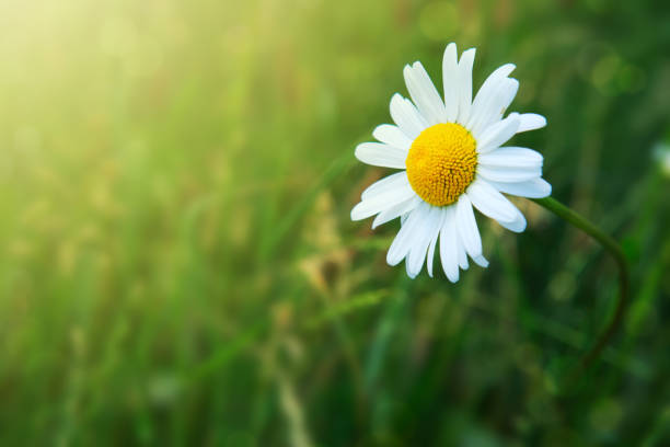 istock Macro shot of chamomile 805348518