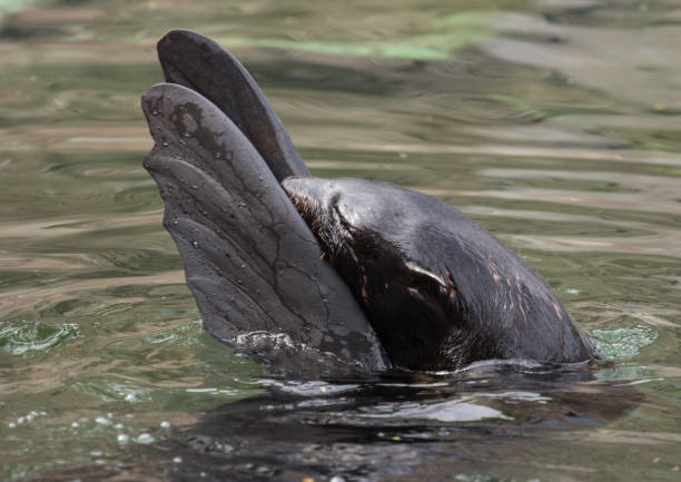 istock Seal playing in the water 805365922