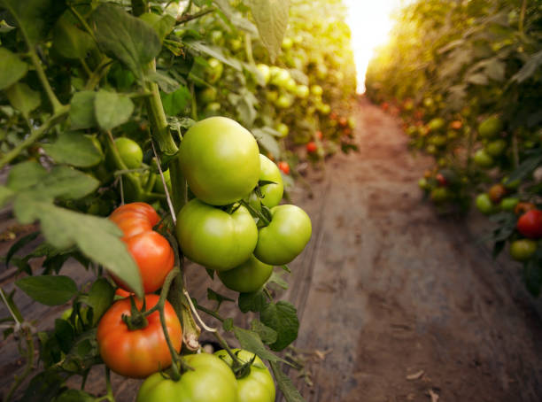 istock Beautiful organic tomatoes growing 805366904