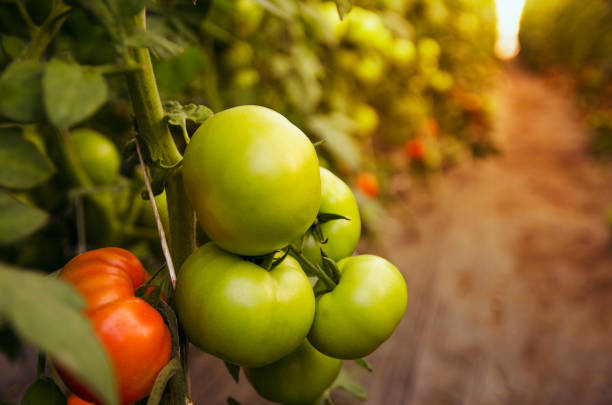 istock Green young tomato in greenhouse 805367090
