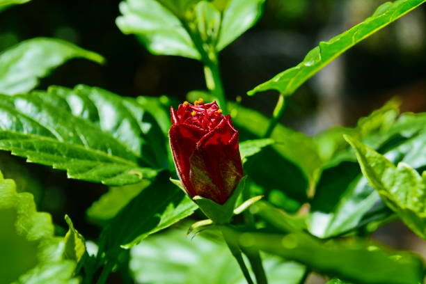 istock Beautiful color flowers 805378076