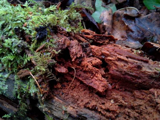 istock Moss Growing on Rotten Wood 805388608