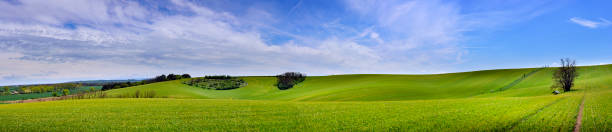 istock Panorama of green grain field 805394004
