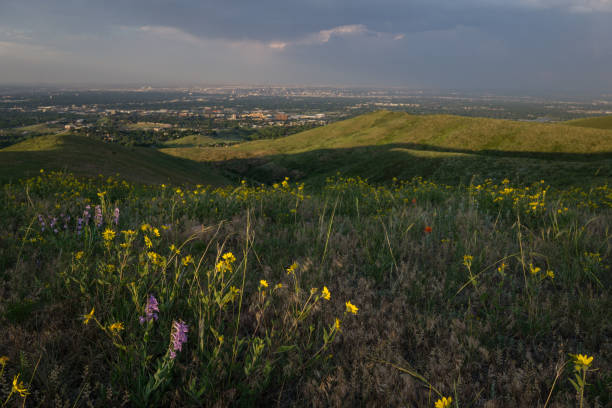istock Wildflowers over Denver 805402616