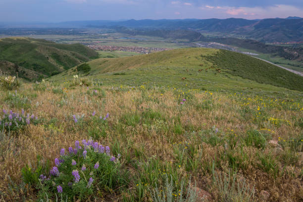 Wildflowers and Elk on Green Mountain