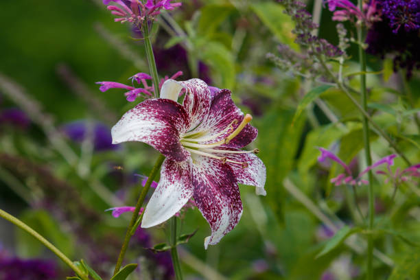 보라색 꽃에서 화이트 릴리 - lily lily family temperate flower asiatic lily 뉴스 사진 이미지