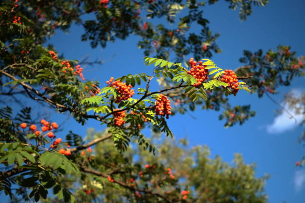 rote ruderbeere mit blauem himmel im hintergrund. - berry fruit fruit ash autumn stock-fotos und bilder