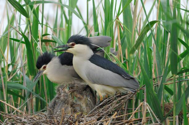 Black crowned night heron at nest