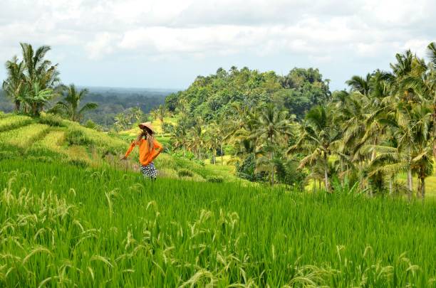 istock Scerecrow on green rice fields on Bali island Indonesia 805421196
