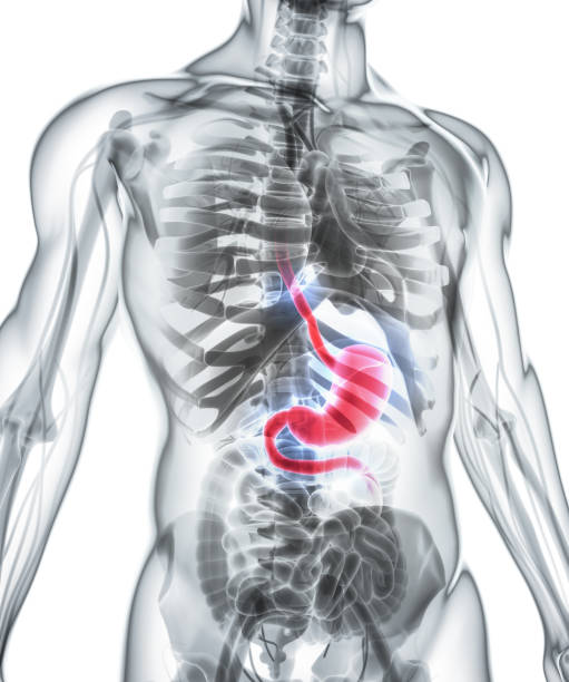 istock 3D illustration of Stomach. 805427552