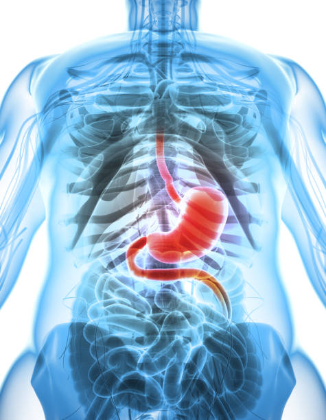 istock 3D illustration of Stomach. 805427794