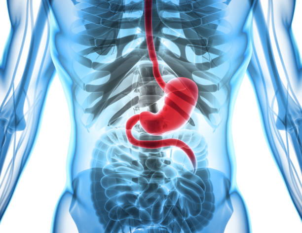 istock 3D illustration of Stomach. 805427798