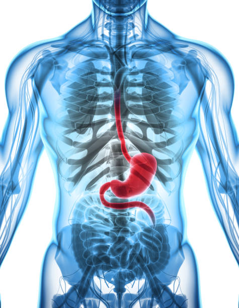 istock 3D illustration of Stomach. 805428050