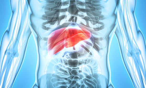 istock 3D illustration of Liver. 805431198