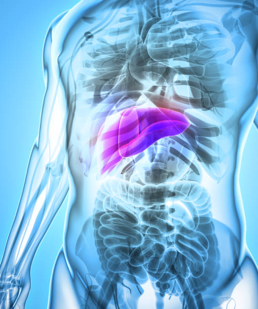 istock 3D illustration of Liver. 805431252