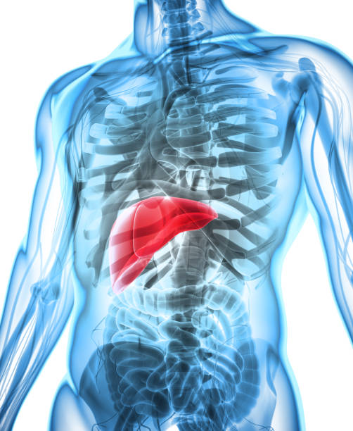 istock 3D illustration of Liver. 805431256