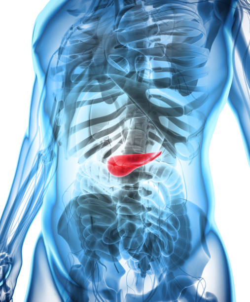 istock 3D illustration of Pancreas - part of digestive system. 805431548