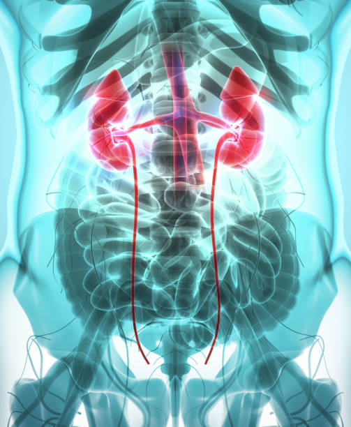 istock 3D illustration of Urinary System, medical concept. 805431698