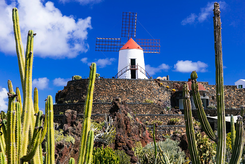 popular touristic attraction - Cactus garden in Lanzarote. View with with windmill