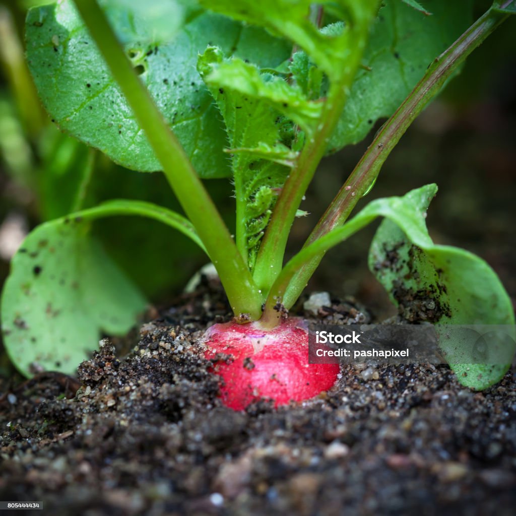 Ripe red radish in the garden Ripe red radish in the garden, closeup Agriculture Stock Photo