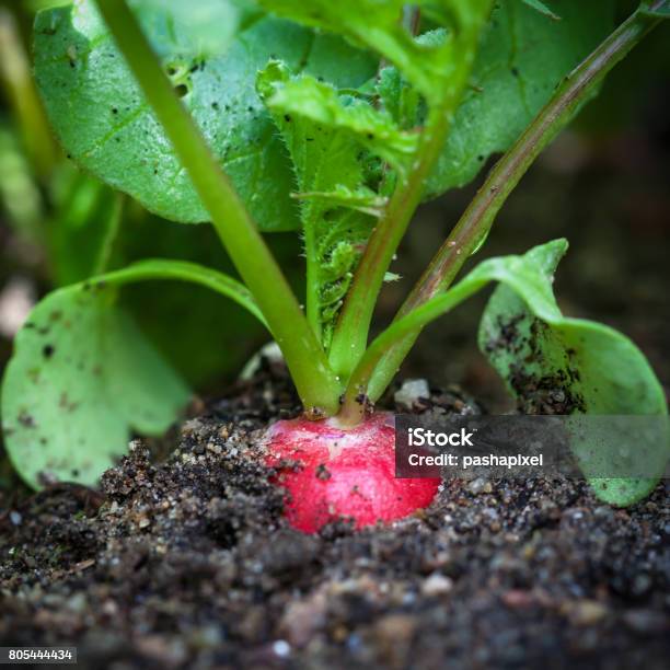Ripe Red Radish In The Garden Stock Photo - Download Image Now - Agriculture, Bed - Furniture, Close-up