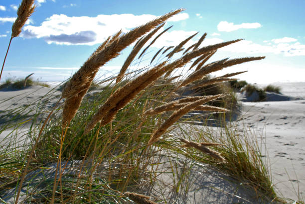 istock Beach grass, island Amrum in Germany 805458066