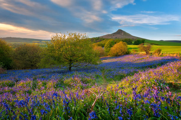 Bluebells under Roseberry Topping North York Moors National Park, North Yorkshire, UK cleveland england stock pictures, royalty-free photos & images