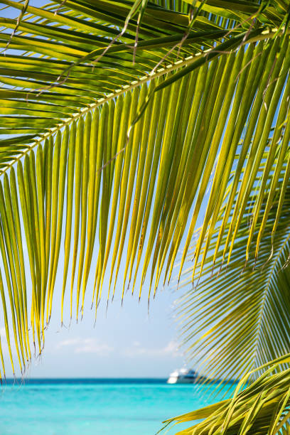 istock Tropical white sand beach with coconut palm trees. 805498596