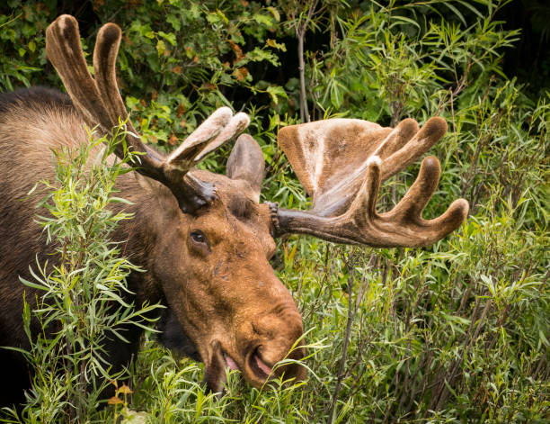 istock bull moose velvet antlers eating willow 805511678
