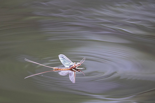 mayfly and ripple on still water