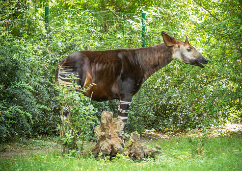 Okapi on green grass in the park