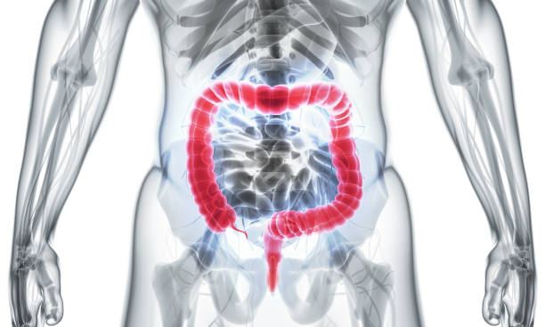 istock 3D illustration of Large Intestine. 805530260
