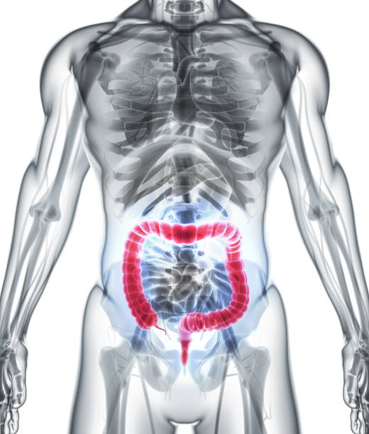 istock 3D illustration of Large Intestine. 805530306