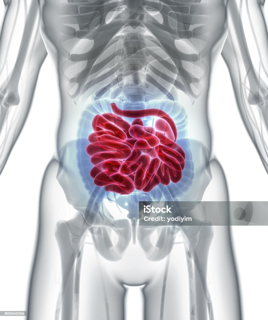 3D illustration of Small Intestine. 3D illustration of Small Intestine, Part of Digestive System. Abdomen Stock Photo