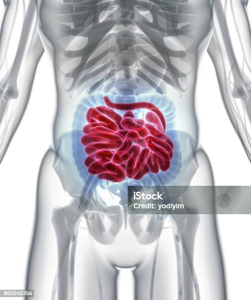 3d Illustration Of Small Intestine Stock Photo - Download Image Now - Abdomen, Anatomy, Biology