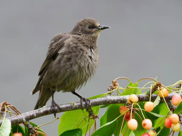 istock Starling, Sturnus vulgaris, 805540696