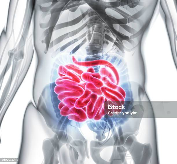 3d Illustration Of Small Intestine Stock Photo - Download Image Now - Colon, Abdomen, Anatomy