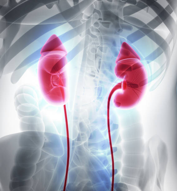 istock 3D illustration of Urinary System, medical concept. 805544774