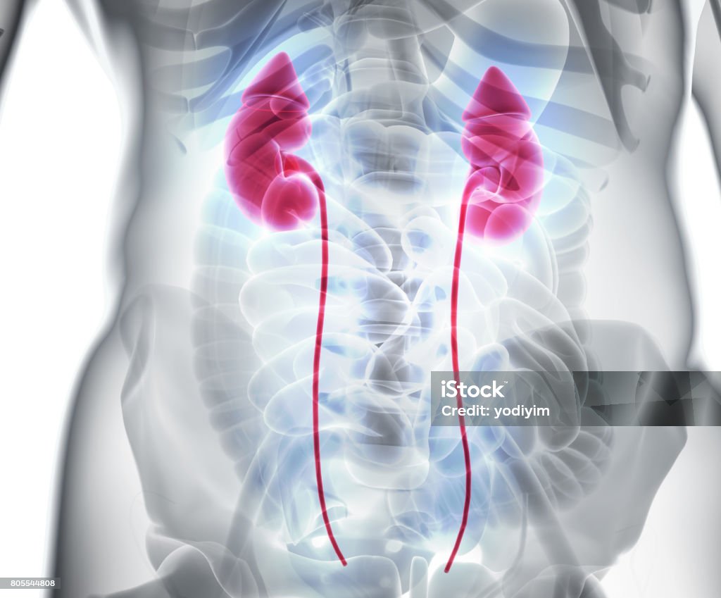 3D illustration of Urinary System, medical concept. 3D illustration of Urinary System - Part of Human Organic. Kidney - Organ Stock Photo