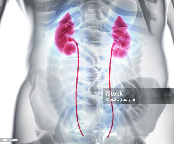 3d Illustration Of Urinary System Medical Concept Stock Photo - Download Image Now