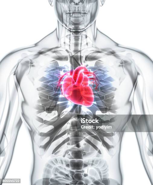 3 D 의 삽화 심장 의료 컨셉입니다 심장에 대한 스톡 사진 및 기타 이미지 - 심장, 조직, 해부학 - iStock