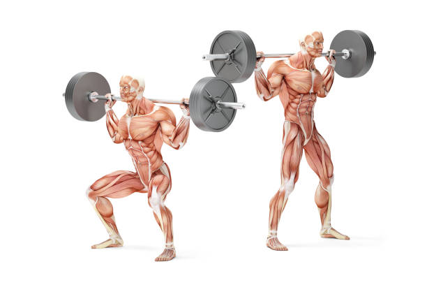 Barbell Squat Exercise. Anatomical 3D illustration. Isolated with clipping path Barbell Squat Exercise. Anatomical 3D illustration. Isolated with clipping path. barbel stock pictures, royalty-free photos & images