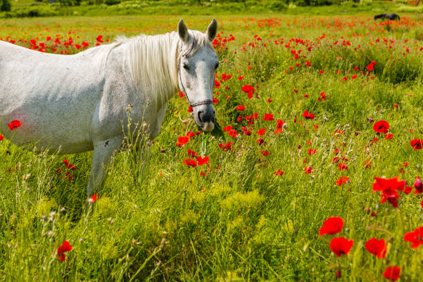 istock White horse amongst the poppies 805550854