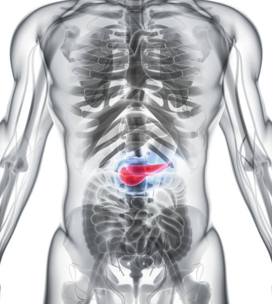 istock 3D illustration of Pancreas - part of digestive system. 805551190