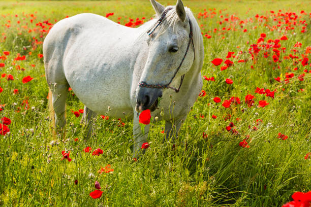 istock White horse amongst the poppies 805551238