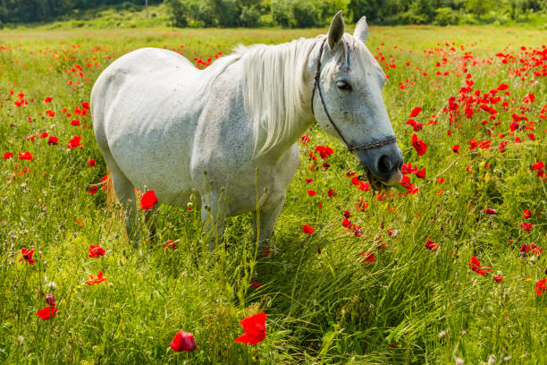 istock White horse amongst the poppies 805551620