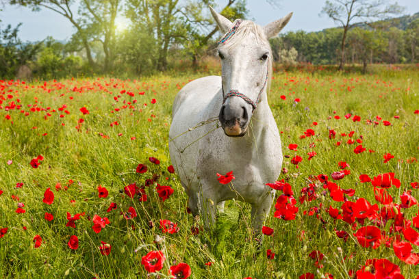 istock White horse amongst the poppies 805552000