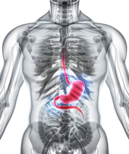 istock 3D illustration of Stomach. 805552220