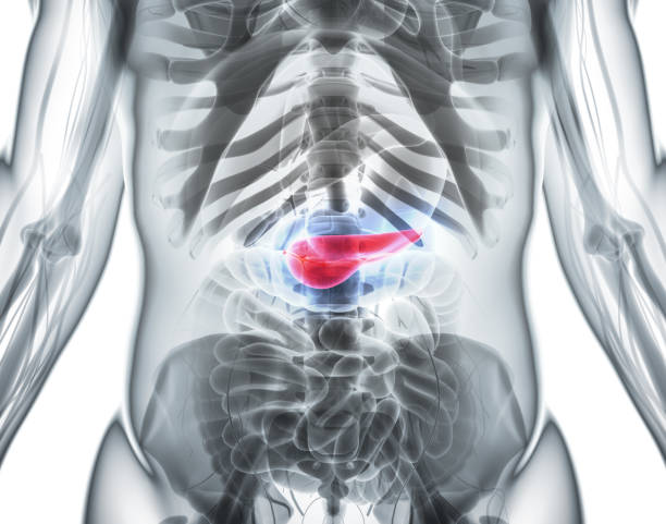 istock 3D illustration of Pancreas - part of digestive system. 805552246